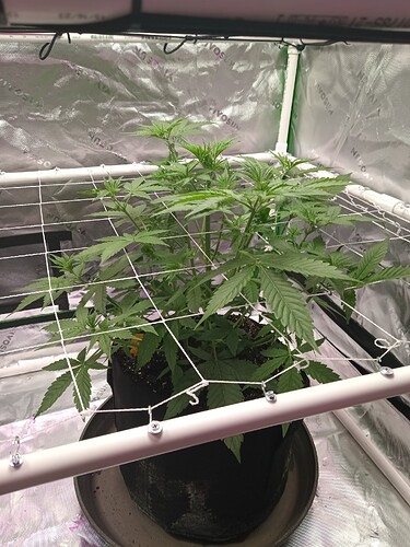 17065322467864928393280447413567