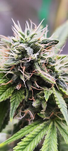 IMG_20230610_114230