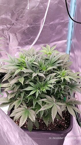 Tag 34 B.G.1 erste Blüte Woche