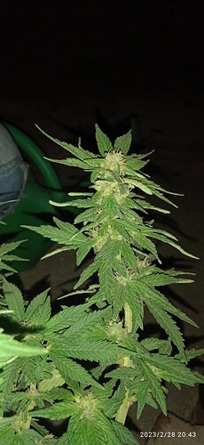IMG_20230228_204312