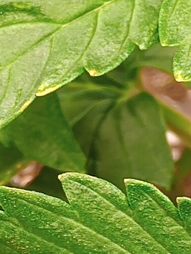 IMG_20240406_173453949