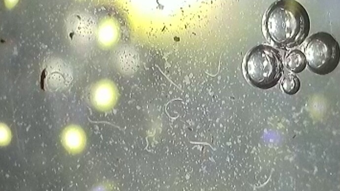 8 Komposttee , Nematoden hab ich noch zu gesetzt 21.2.24