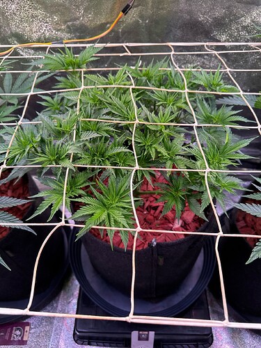 aR1k7c5GZlNlbavMQDMRDcMubg03_img@1761067291340