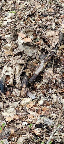 14 am 23.2.24 der Pflanzhügel heute wieder gefunden , leider haben Nager gewildert und nicht ich