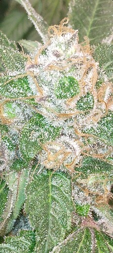 Screenshot_20221007-220340_Gallery