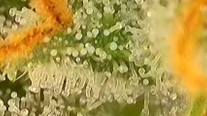 Tag 103 Trichome 7