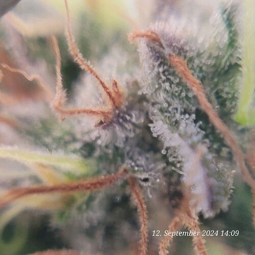 Tag 123 die ersten milchig