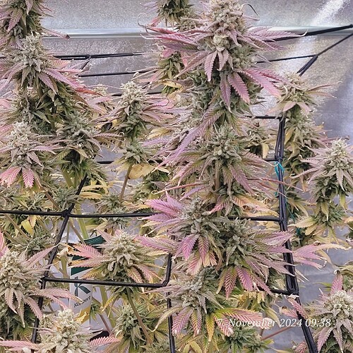 Tag 110 Klon 2 am 7.11.24