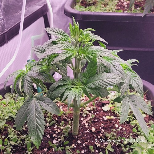 Tag 32 Nr 2, nach der Beschneidung