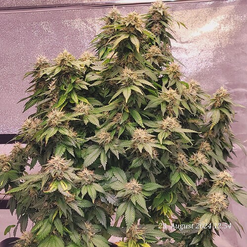 Tag 102 Blütetag 42 am 23.8.24