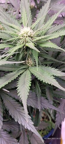 Tag 44 Haze 1 am 13.5.25