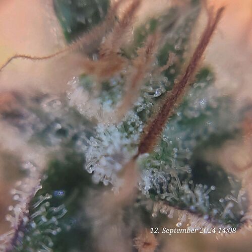 Tag 123 klar - Milchig 99,90 % am 12.9.24