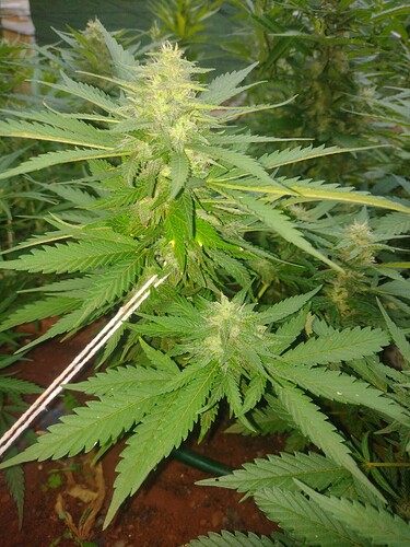 IMG_20251009_180614133