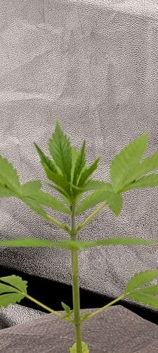 Tag 27 am 23.2.24 , morgen gehts denn in die 2 te Wachstums Woche