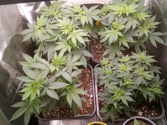 IMG_20240923_133305_456