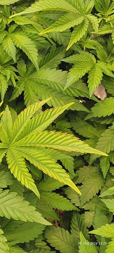 Tag 49 Cookie 2 am 30.5.24