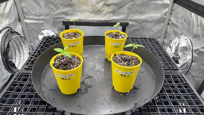 15 - M.A.C. 1st Nutrients Feed - Day 5
