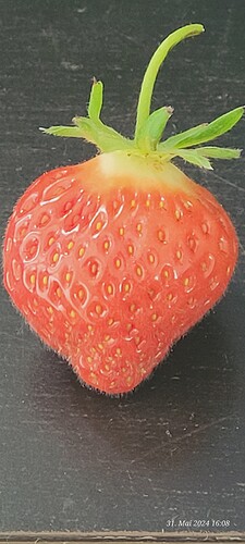 Die erste Living Soil Erdbeere , oi oi , war die Lecker 31.5.24