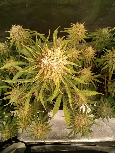 IMG_20240730_160333_526