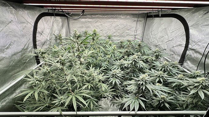 24 - Slurricane Week #7 (Day 46) - 11-28-2024