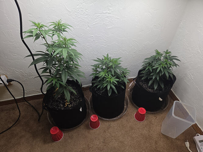 710
