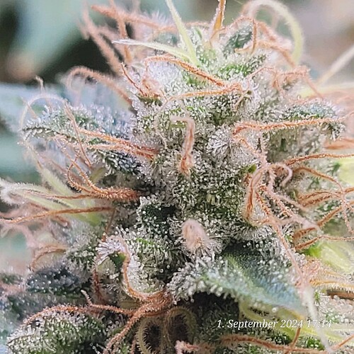 Tag 111 , vielleicht brauch die gar nicht mehr so lange 1.9.24