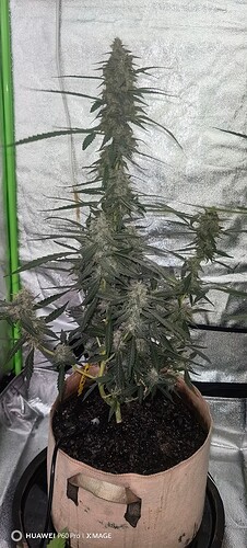 IMG_20250417_170527