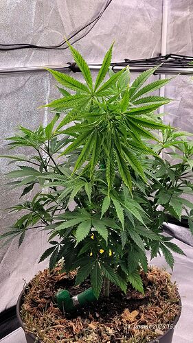 Tag 51 Jamaican ein Knick im Schritt