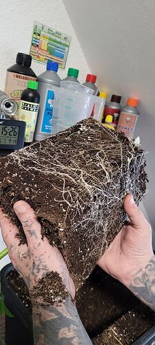 Tag 39 , da fühlte sich jemand Sau wohl im 7 Liter Schuh . Eine schöne dichte Verwurzelung