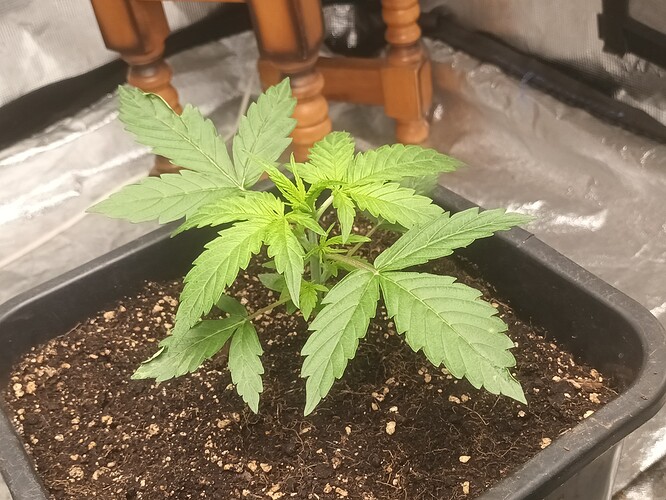 16684460607578460144292384182806