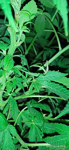 IMG_20221018_200221_1