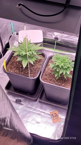 Tag 25 beide Bubble Gum, die eine Schön die andere Hässlich