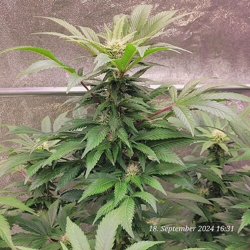 Tag 108 Blüte Tag ca. 26 am 18.9.24