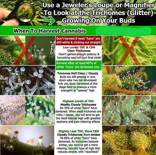 Trichomes