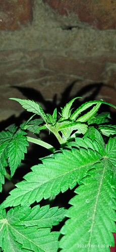IMG_20221018_200125