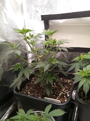 IMG_20240929_170351_650