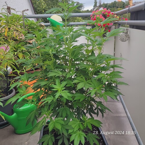 Tag 83 vor drei Wochen war sie ein Hauch von nichts u nun geht sie ab 23.8.24