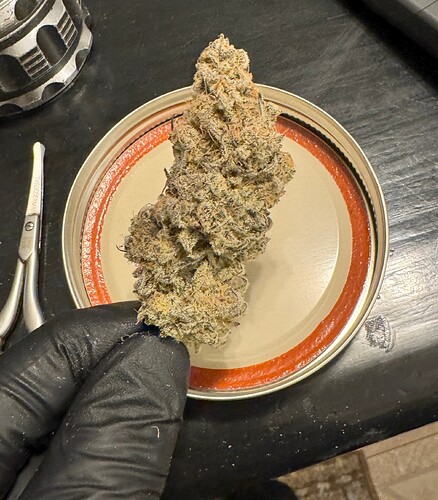 50 - Toxic Delusion Top Nug Purple with Orange hairs and Gray from the frostiness - 02-14-2024
