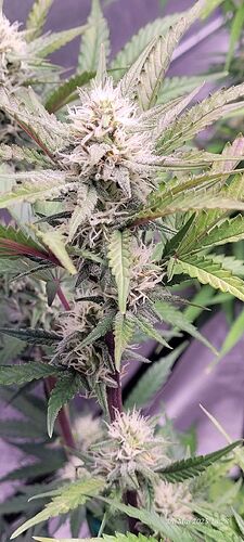 Tag 57 Haze 2 Blüte Tag ca. 32