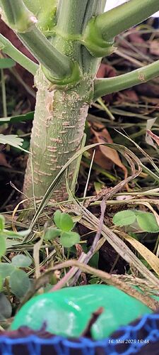 Tag 47 Haze 2 am 16.5.25