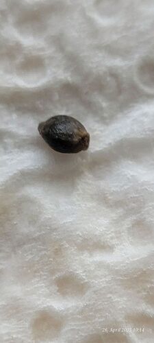 Tag 3 Keimung Congolese 2 wird wohl nix 26.4.25