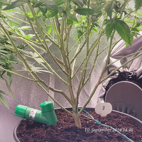 Tag 99 , heute Entlaubt und Lollipoppt in der zweiten Blüte Woche 10.9.24