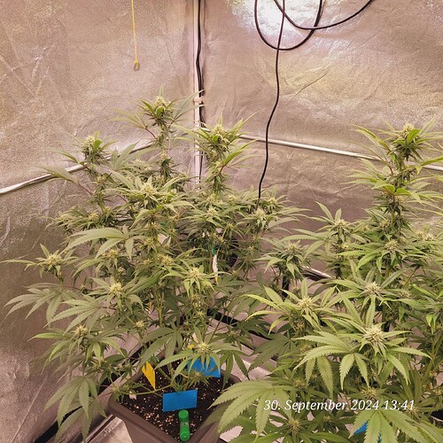 Tag 72 Klon 1 in der 4ten Blüte Woche 30.9.24