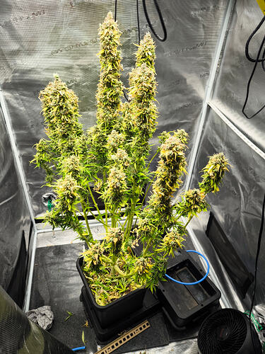 2026020
Hey @herr_gruen,
that test device really hits the wallet hard.
Purpl Pro THC measuring device for around 2400 to 2500 bucks. You only put a minimal amount of flower in, and it spits out the
Nene was in the growshop @herr_gruen
![1000074201