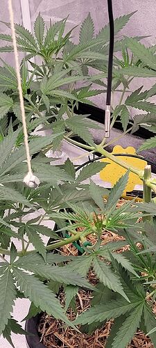 Tag 49 Wachstums Tag 29