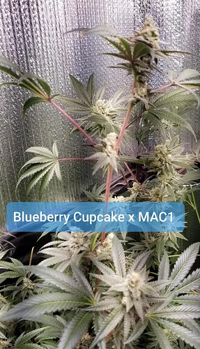 BBC x MAC1