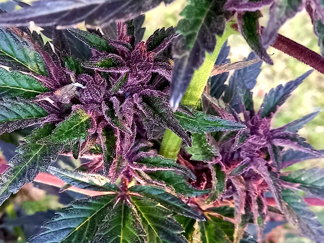 20220602_162148 - Copy