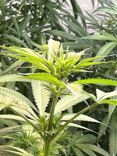 70820087057__B76991CB-C4DD-4355-B20D-ACE434A822F3