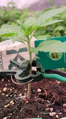 Tag 13 C. OG Sämling Tag 5 am 17.12.25