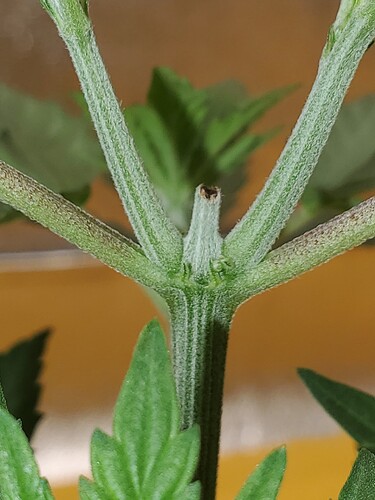 16900263913664485973451686289043